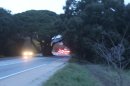 Un arbre sur la route !